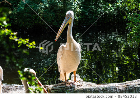 Great White Pelican, Pelecanus onocrotalus in a park Great White Pelican, Pelecanus onocrotalus in a park 88452018