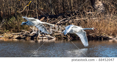 Mute swan, Cygnus olor flying over a lake in the English Garden in Munich, Germany 88452047