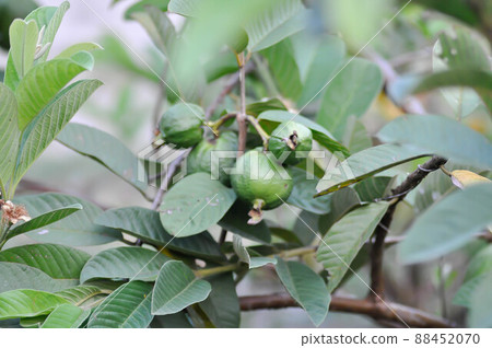 guava tree, MYRTACEAE or Psidium guajava Linn guava tree, MYRTACEAE or Psidium guajava Linn 88452070