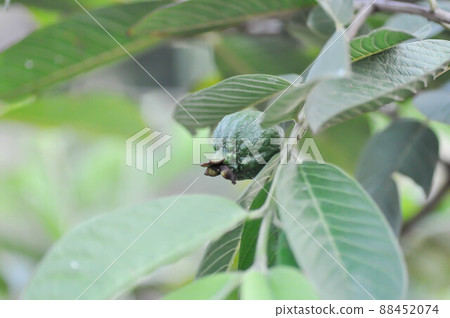 guava tree, MYRTACEAE or Psidium guajava Linn guava tree, MYRTACEAE or Psidium guajava Linn 88452074
