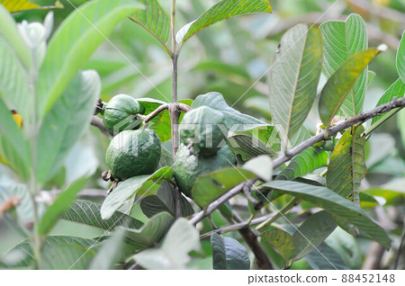 guava tree, MYRTACEAE or Psidium guajava Linn 88452148