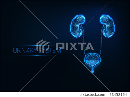 Futuristic human urinary system concept with glowing low polygonal kidneys and bladder on dark blue 88452164