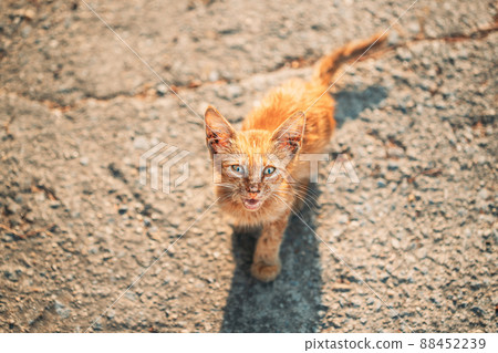 Dirty, Murky, Sickly Red Kitten Mercifully Meows On Street. Homeless Ginger Cat Outdoor In Street 88452239