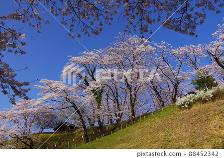 群馬縣安中市春天的五官城公園,櫻花盛開 群馬縣安中市春天的五官城公園,櫻花盛開 88452342
