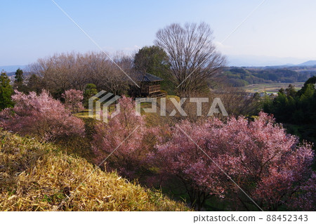 群馬縣安中市春天的五官城公園,櫻花盛開 群馬縣安中市春天的五官城公園,櫻花盛開 88452343