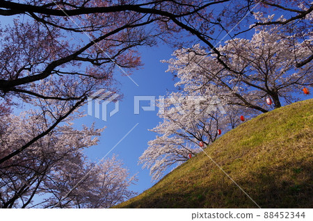群馬縣安中市春天的五官城公園,櫻花盛開 群馬縣安中市春天的五官城公園,櫻花盛開 88452344