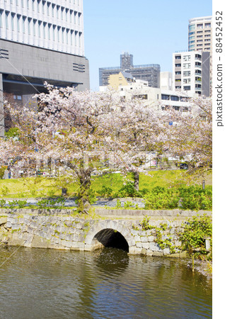Fukuoka Castle Nobashi Gate and Sakura 88452452