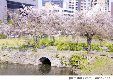 Fukuoka Castle Nobashi Gate and Sakura Fukuoka Castle Nobashi Gate and Sakura 88452453