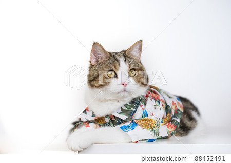 songkran and summer season concept with scottish cat wearing summer cloth and sunglasses on white background songkran and summer season concept with scottish cat wearing summer cloth and sunglasses on white background 88452491