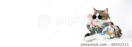 web banner songkran and summer season concept with scottish cat wearing summer cloth and sunglasses on white background 88452511