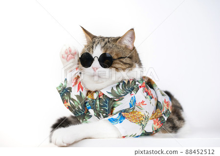 songkran and summer season concept with scottish cat wearing summer cloth and sunglasses on white background 88452512