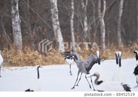 rare! Crawl mixed with a group of Japanese cranes (Hokkaido) 88452519