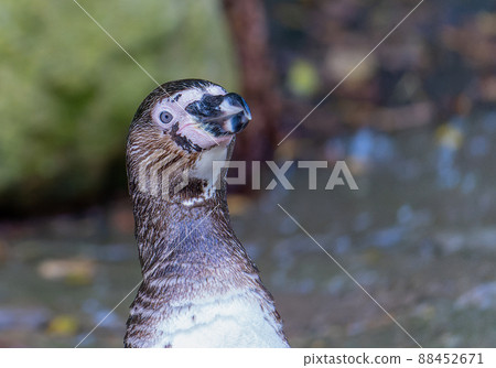 Humboldt penguins that come out of the water 88452671