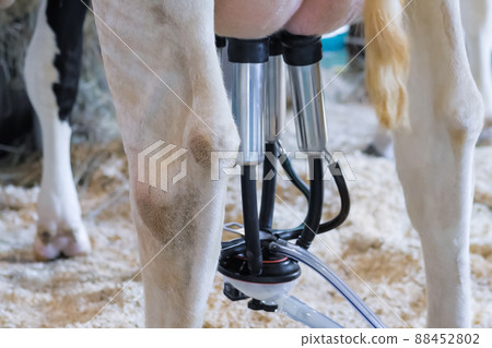Portable milking suction machine with teat cupt during work with cow: close up Portable milking suction machine with teat cupt during work with cow: close up 88452802