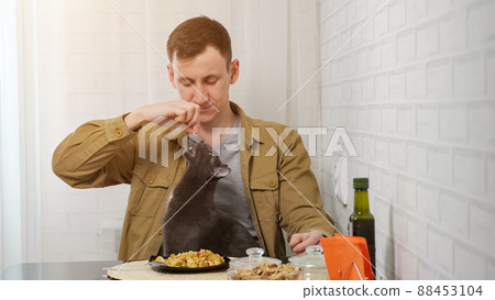 Man feeds domestic cat with food having breakfast in kitchen Man feeds domestic cat with food having breakfast in kitchen 88453104
