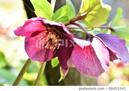 Christmas rose 88453341