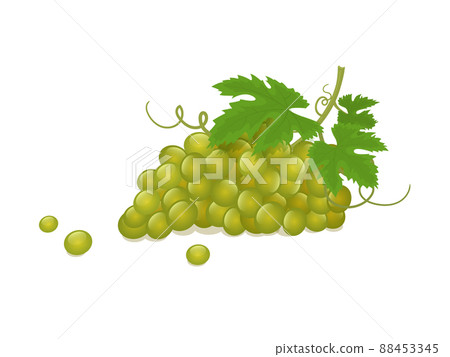 Bunch of white grapes isometric vector illustration in flat style on white 88453345