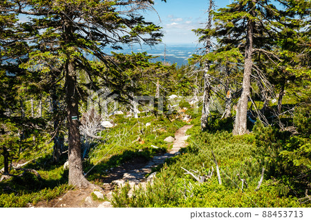 Karkonosze National Park in beautiful green colors Karkonosze National Park in beautiful green colors 88453713