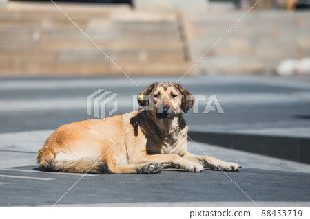 Homeless dog on the street, Georgia Homeless dog on the street, Georgia 88453719