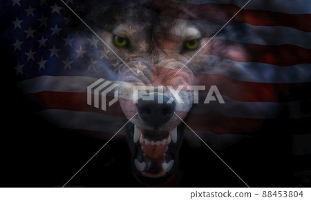 American flag projected onto the muzzle of a wolf American flag projected onto the muzzle of a wolf 88453804
