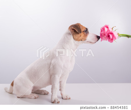 Portrait of funny dog Jack Russell Terrier sniffing a bouquet of roses on a white background 88454381