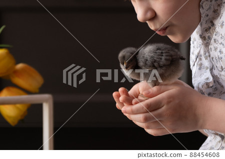 A child tenderly kisses a little chick. easter concept. The girl is holding a little chicken in her hands. A child among the attributes of Easter 88454608