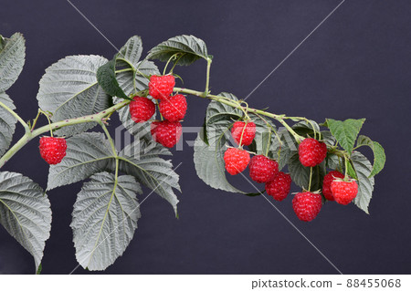 Raspberry twig with leaves on black background Raspberry twig with leaves on black background 88455068