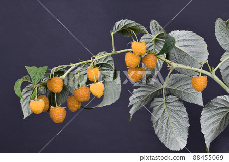 Raspberry twig with leaves on black background Raspberry twig with leaves on black background 88455069