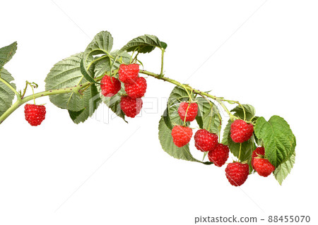 Raspberry twig with leaves on white background Raspberry twig with leaves on white background 88455070