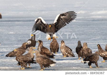 Wild bird paradise Lake Furen winter scenery Wild bird paradise Lake Furen winter scenery 88456367