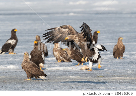 野鳥天堂 福仁湖冬景 野鳥天堂 福仁湖冬景 88456369