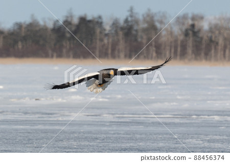 野鳥天堂 福仁湖冬景 野鳥天堂 福仁湖冬景 88456374
