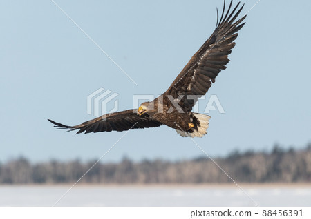 野鳥天堂 福仁湖冬景 88456391