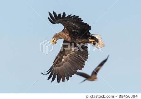 野鳥天堂 福仁湖冬景 野鳥天堂 福仁湖冬景 88456394