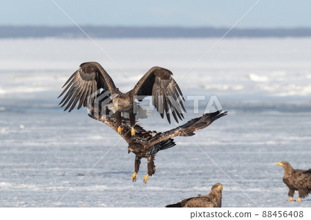 Wild bird paradise Lake Furen winter scenery 88456408