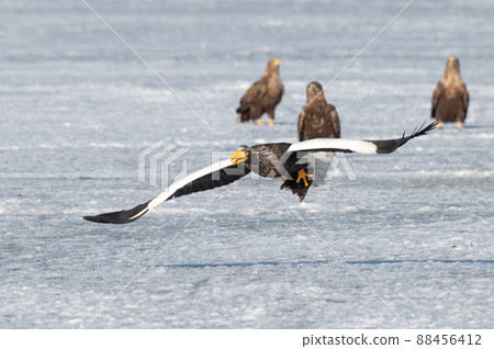 Wild bird paradise Lake Furen winter scenery Wild bird paradise Lake Furen winter scenery 88456412
