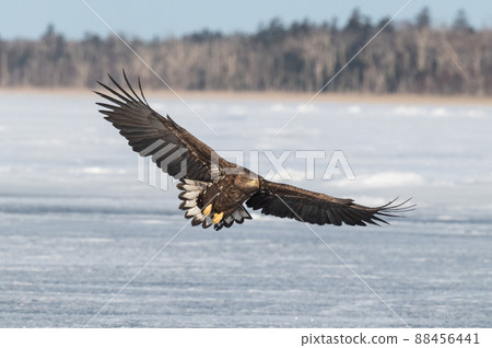 野鳥天堂 福仁湖冬景 88456441