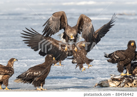Wild bird paradise Lake Furen winter scenery 88456442