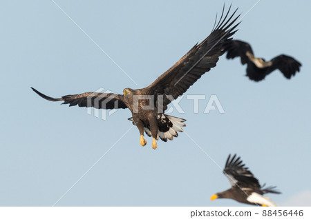 野鳥天堂 福仁湖冬景 88456446