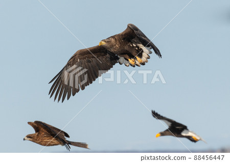 Wild bird paradise Lake Furen winter scenery 88456447