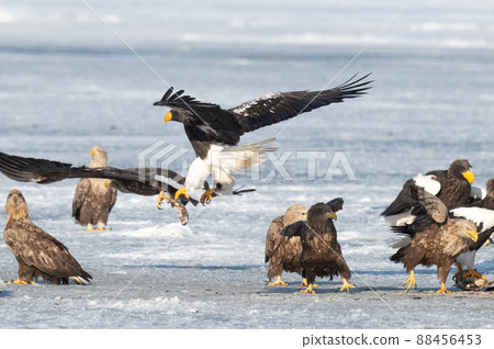 野鳥天堂 福仁湖冬景 88456453