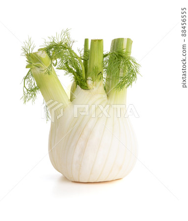 Fennel bulb isolated 88456555