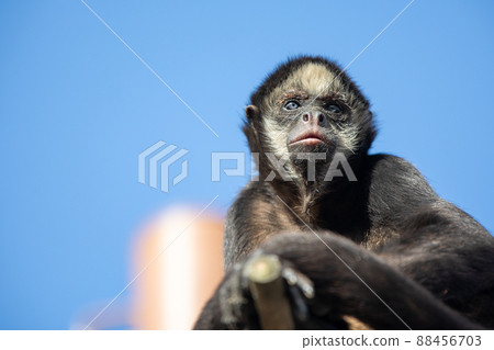 蜘蛛猴 88456703