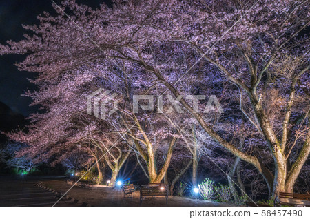 Sakuragawa City, Ibaraki Prefecture, illuminated with cherry blossoms from Amabiki Kannon Sakuragawa City, Ibaraki Prefecture, illuminated with cherry blossoms from Amabiki Kannon 88457490