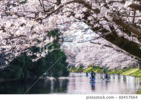 Sakura in full bloom at Fukuokazeki Sakura Park, Tsukubamirai City, Ibaraki Prefecture 88457664
