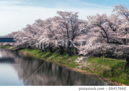 茨城縣筑波未來市福岡崎櫻花公園盛開的櫻花 88457668