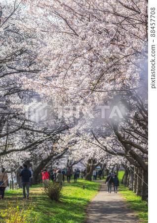 茨城縣筑波未來市福岡崎櫻花公園盛開的櫻花 88457708