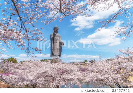 Ushiku City, Ibaraki Prefecture, Ushiku Buddha and cherry blossoms in full bloom 88457741