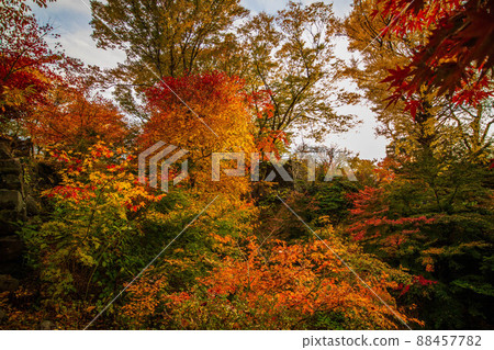 Autumn Shinshu Komoro Komoro Castle Ruins of Autumn Leaves (100 Fine Castles of Japan) Autumn Shinshu Komoro Komoro Castle Ruins of Autumn Leaves (100 Fine Castles of Japan) 88457782