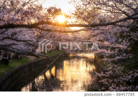 Illuminated tunnel of cherry blossoms in Shinkawa, Tsuchiura City, Ibaraki Prefecture Illuminated tunnel of cherry blossoms in Shinkawa, Tsuchiura City, Ibaraki Prefecture 88457785